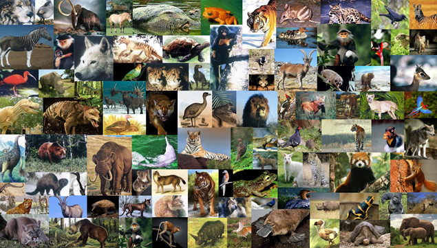 用心拯救动物星球――消失的记忆保护动物公益动态PPT模板